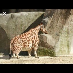 Meet your Posher, Maxwell